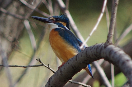 IMGP3118b