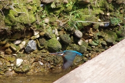 IMGP2978t