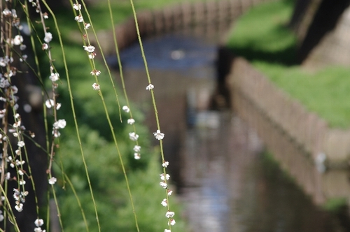 IMGP3209f