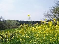 P4120059oka