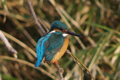 IMGP2713b