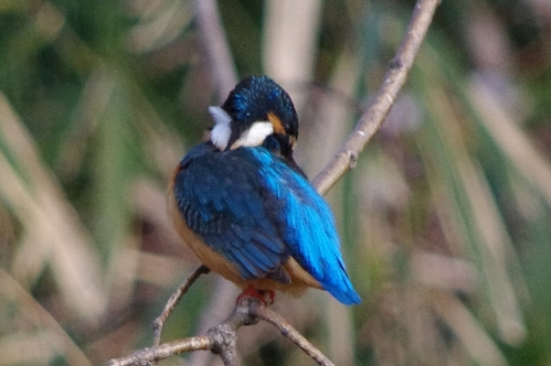 IMGP2592b