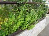 fence
