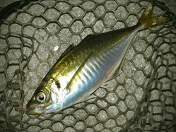 aji1