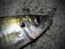 aji3