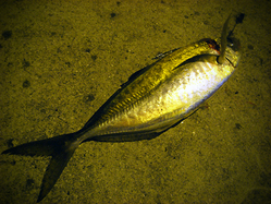 R0031616