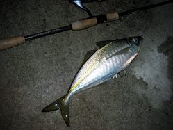 aji1