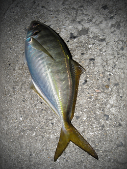 aji2