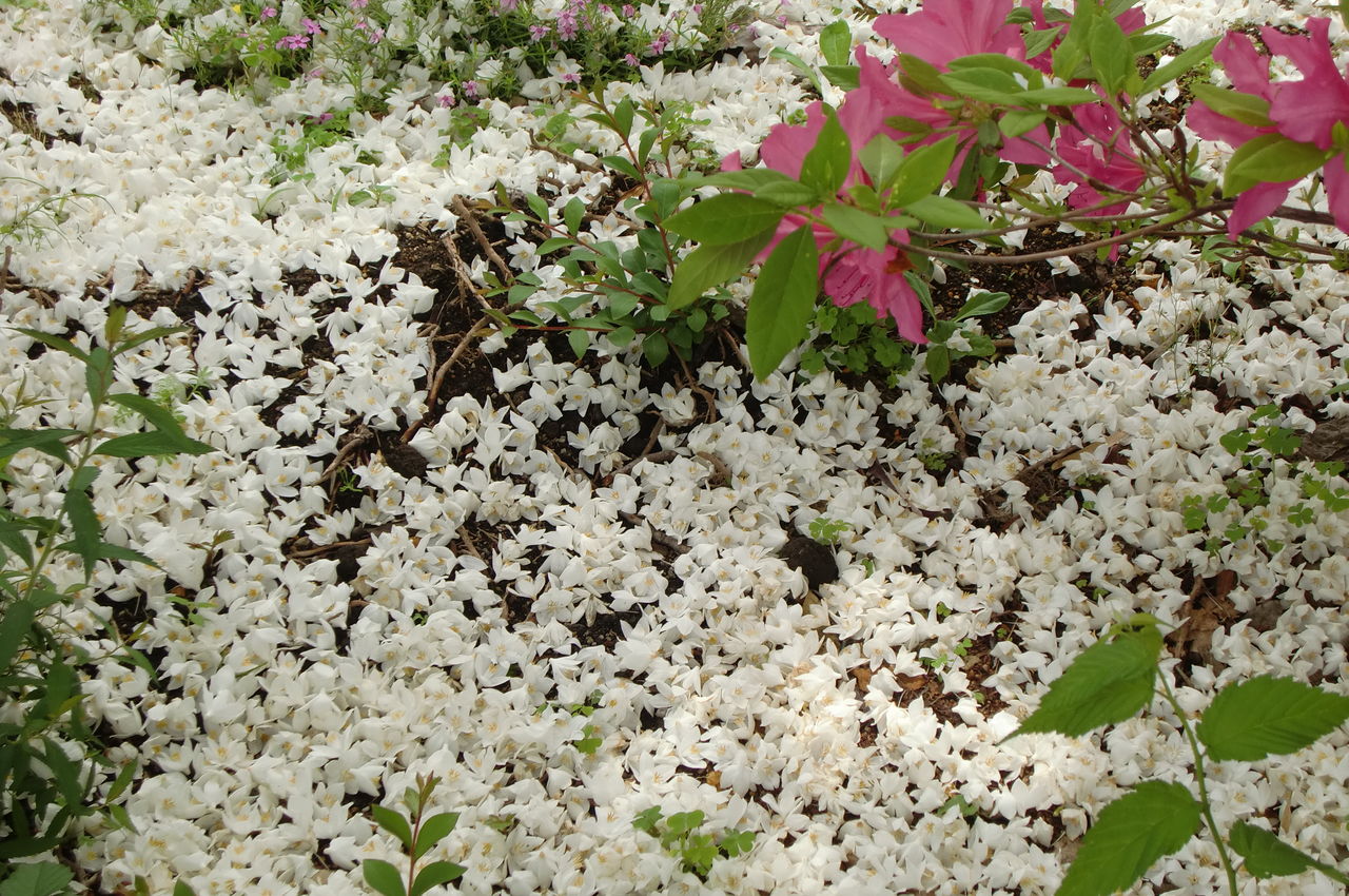 雪の華 の掲示板投稿写真＆画像