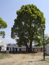 bf40d870.jpg