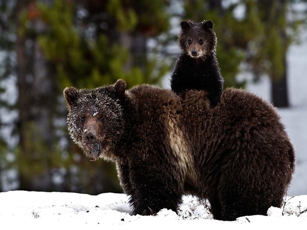 grizzly-bear-cub