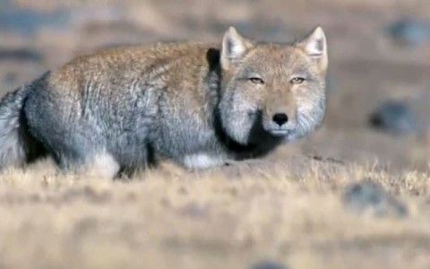 tibetan-fox-piercing-stare04-480x300