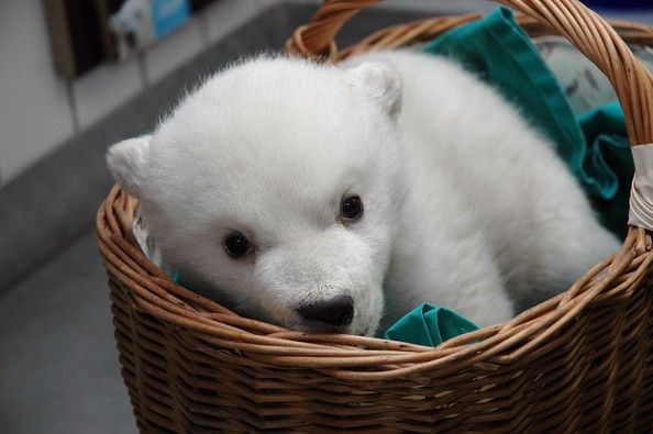 Polar+Bear+Cub+Stuttgart+Zoo+Q2_yJoCDHAWl