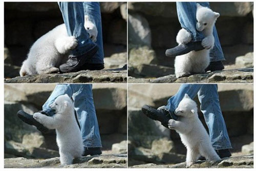 little-bear-attacking-people