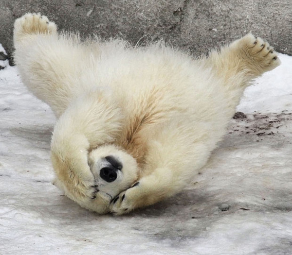 polar-bear-cub_1786691i