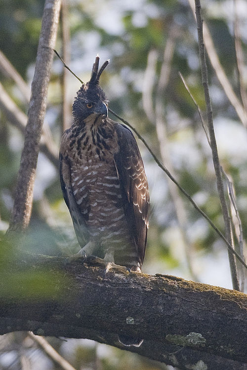 Nisaetus_nipalense_(Thattekad)