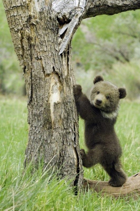 Bear-cub-getting-ready-to-climb
