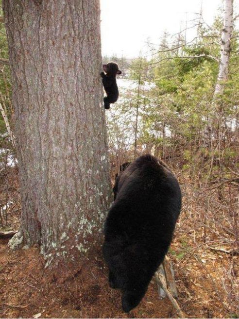 baby-bear-climbing-tree