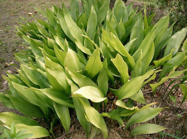 Aspidistra_elatior1