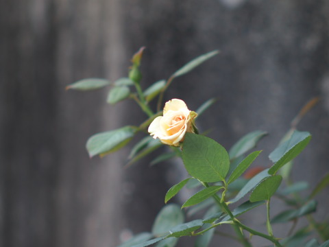p6243445