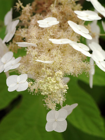 p6135147