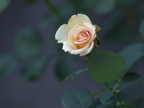 p6243453