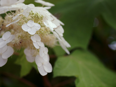 p6135144
