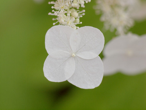p6135148