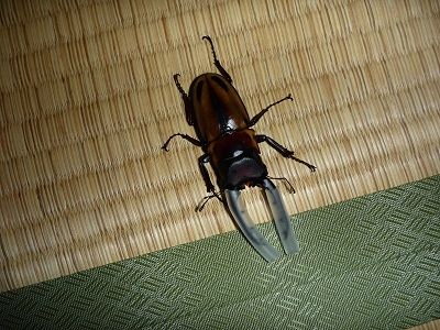 たなかさまオオクワガタノコギリペア 交尾させたらオスがだらしない格好になった！ギラファノコギリクワガタ