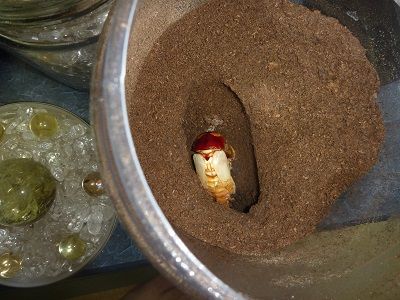 タランドゥスオオツヤクワガタ羽化！ : ふぃるの秘密の花園
