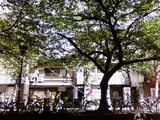 高瀬川