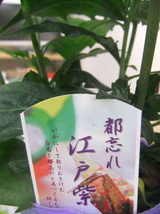 DSCF1767