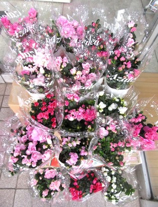 ブログ用 お花真上から
