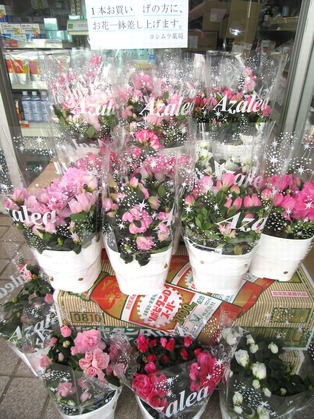ブログ用 お花