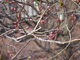 P2100066