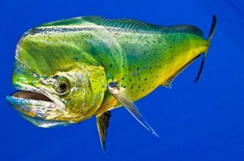 dolphinfish