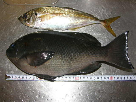 P1010288