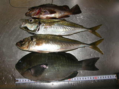 P1010295