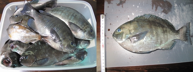 20100127_�Ǝ�����_01-1