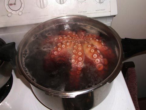 tako (7)