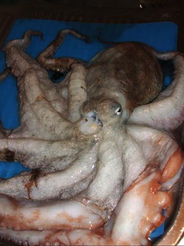 tako (2)