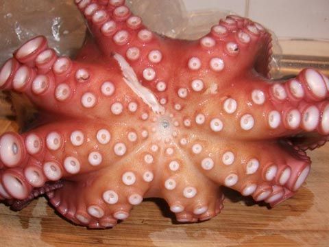 tako (8)