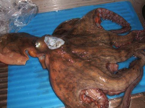 tako (5)