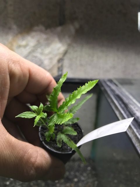 プテリス