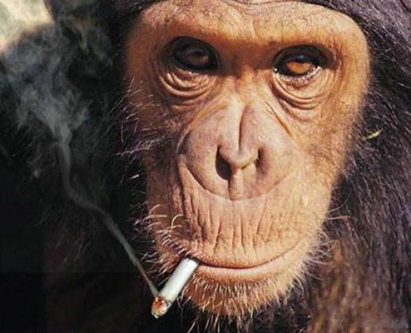 煙草を吸うチンパンジー