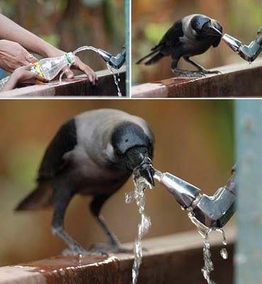 Crows6
