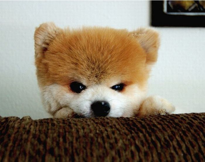 ぬいぐるみみたいなモフモフの犬がカワイイ!(16枚)