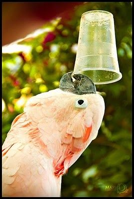 Cacadu Parrot