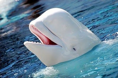Small Toothed Whale 10