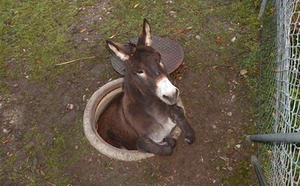 donkey5n-3-web